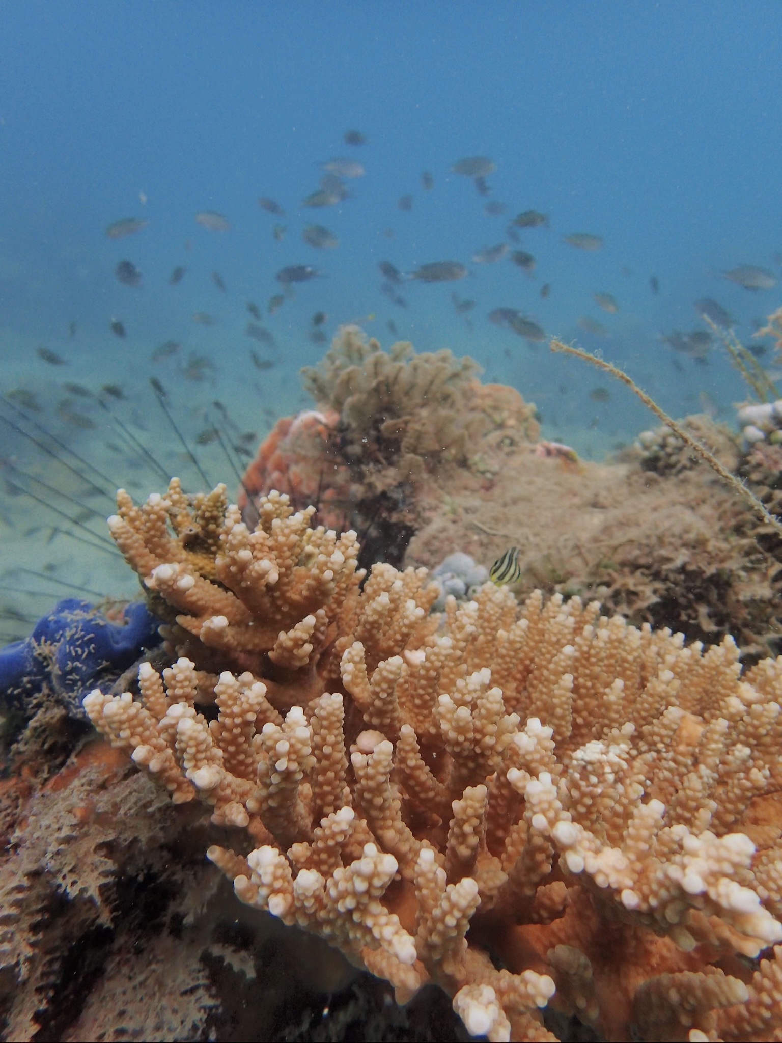 snorkeling to see coral reefs