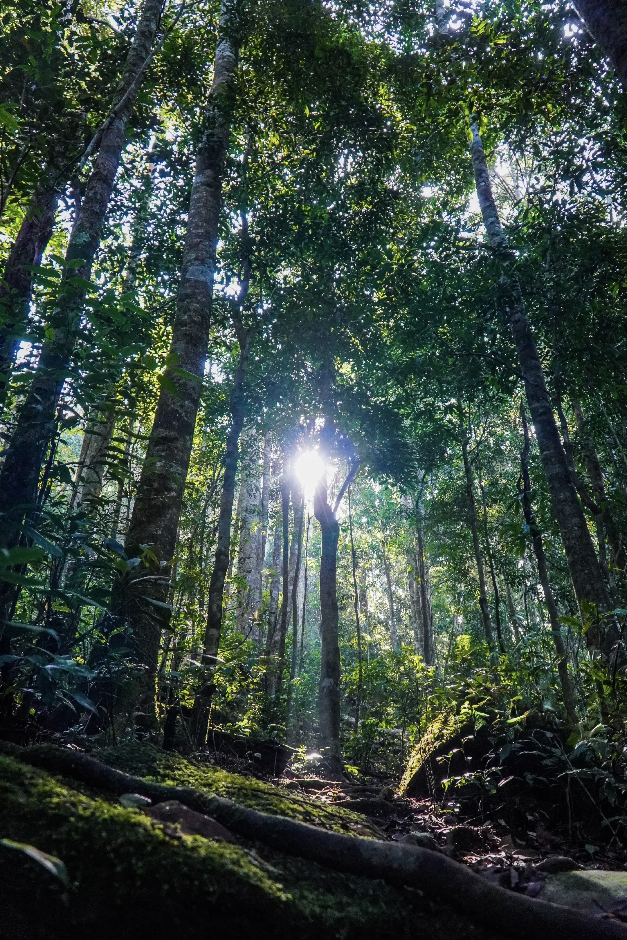 Explore the forest in Mondulkiri